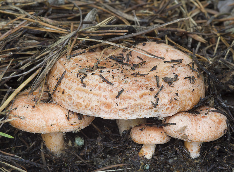 Lactarius deliciosus